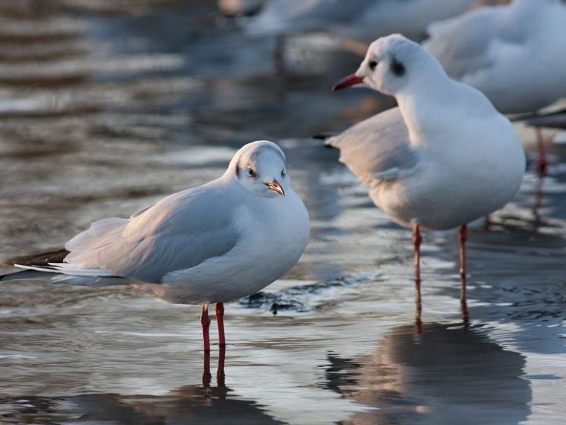 Black-headed gull